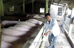 Thúc đẩy tiêu thụ sản phẩm chăn nuôi